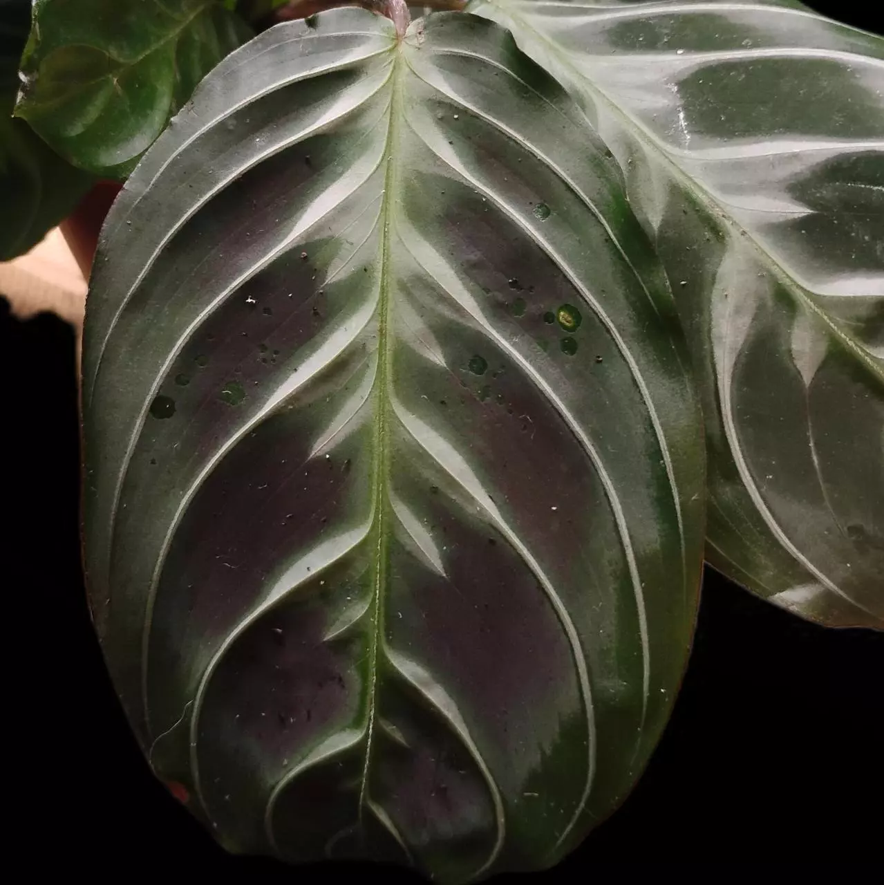 plant/Maranta leuconeura 'Massangeana' or Maranta black-0