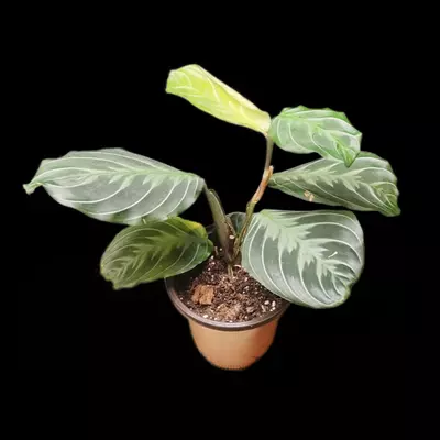 plant/Maranta leuconeura 'Massangeana' or Maranta black-2-thumbnail
