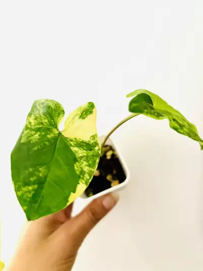 plant/Syngonium aurea variegata-3-thumbnail