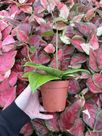 plant/Hoya Sulawesi 4” Pot Growers Choice-4-thumbnail