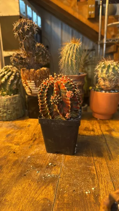 plant/Gymno Momma-0-thumbnail