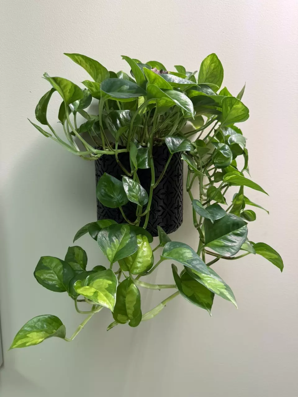 plant/Wall-mounted Pots w/ removable bottom-1