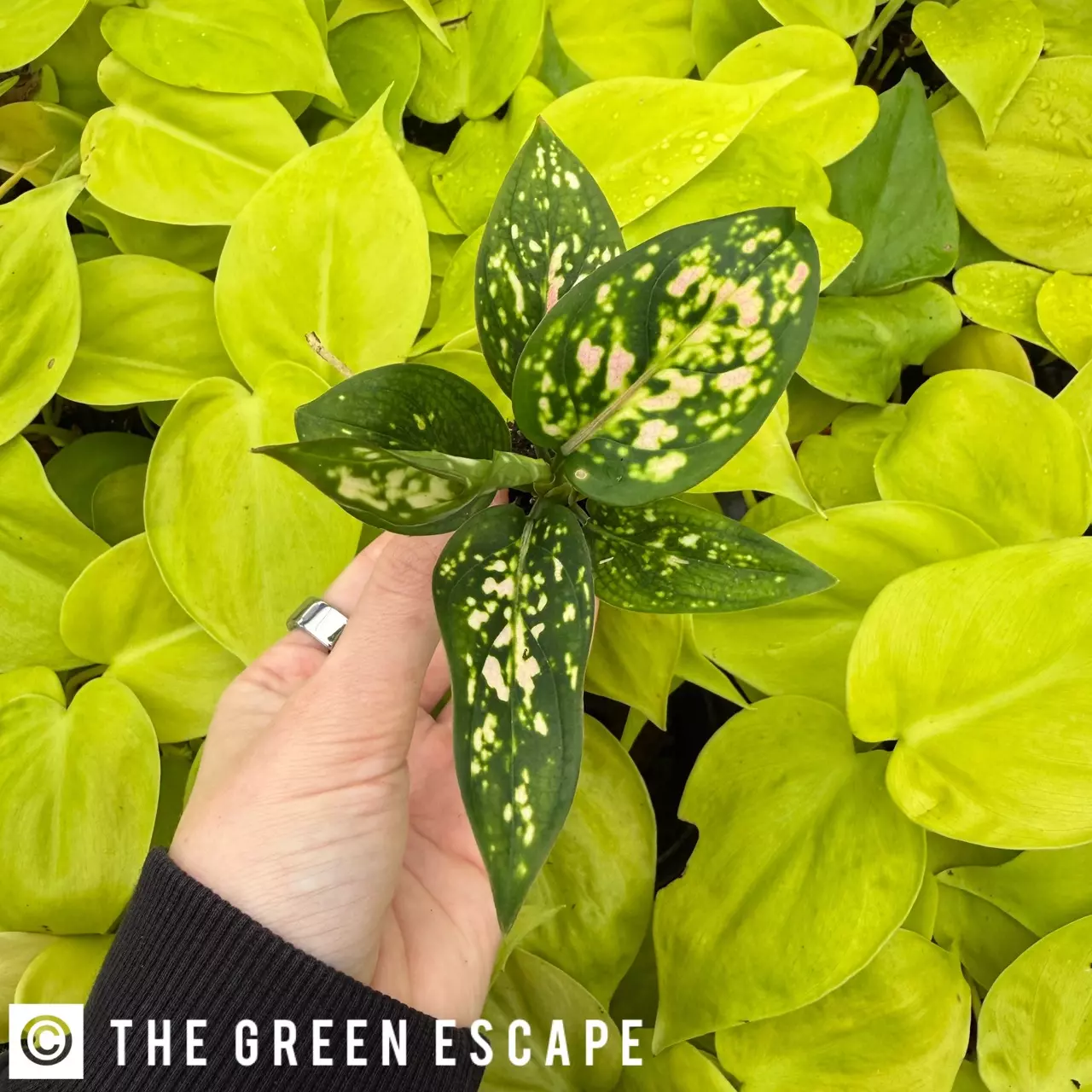 plant/Aglaonema Star Pink Starter Growers Choice-1