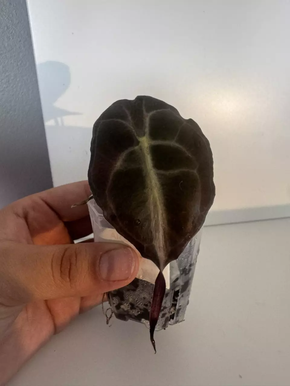 plant/Alocasia Venom Starter Plant-1