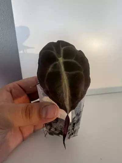 plant/Alocasia Venom Starter Plant-1-thumbnail