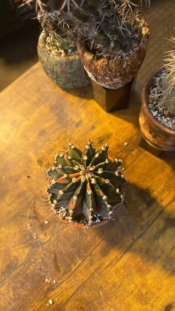 plant/Gymno Hybrid-2