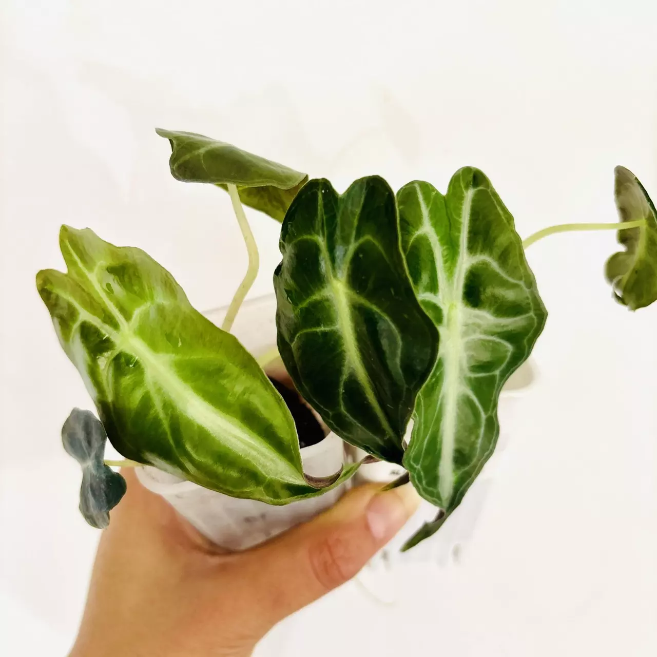 plant/2 Alocasia Venom plants!-GC-4