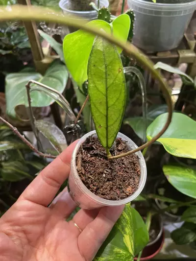 plant/ADD ON ONLY Plz<>Hoya Crassipetiolata-0-thumbnail