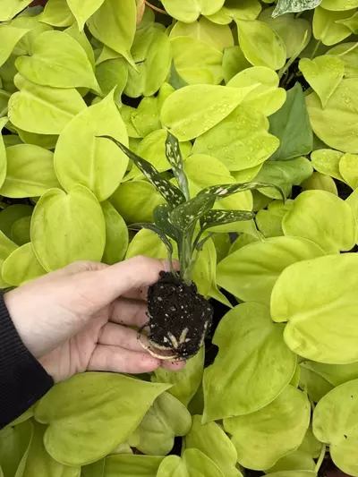 plant/Aglaonema Star Pink Starter Growers Choice-2-thumbnail