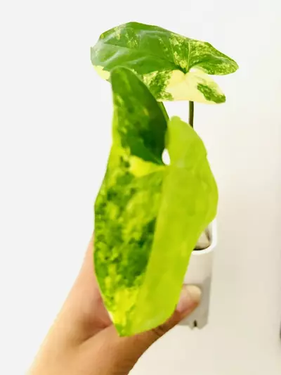 plant/Syngonium aurea variegata-2-thumbnail