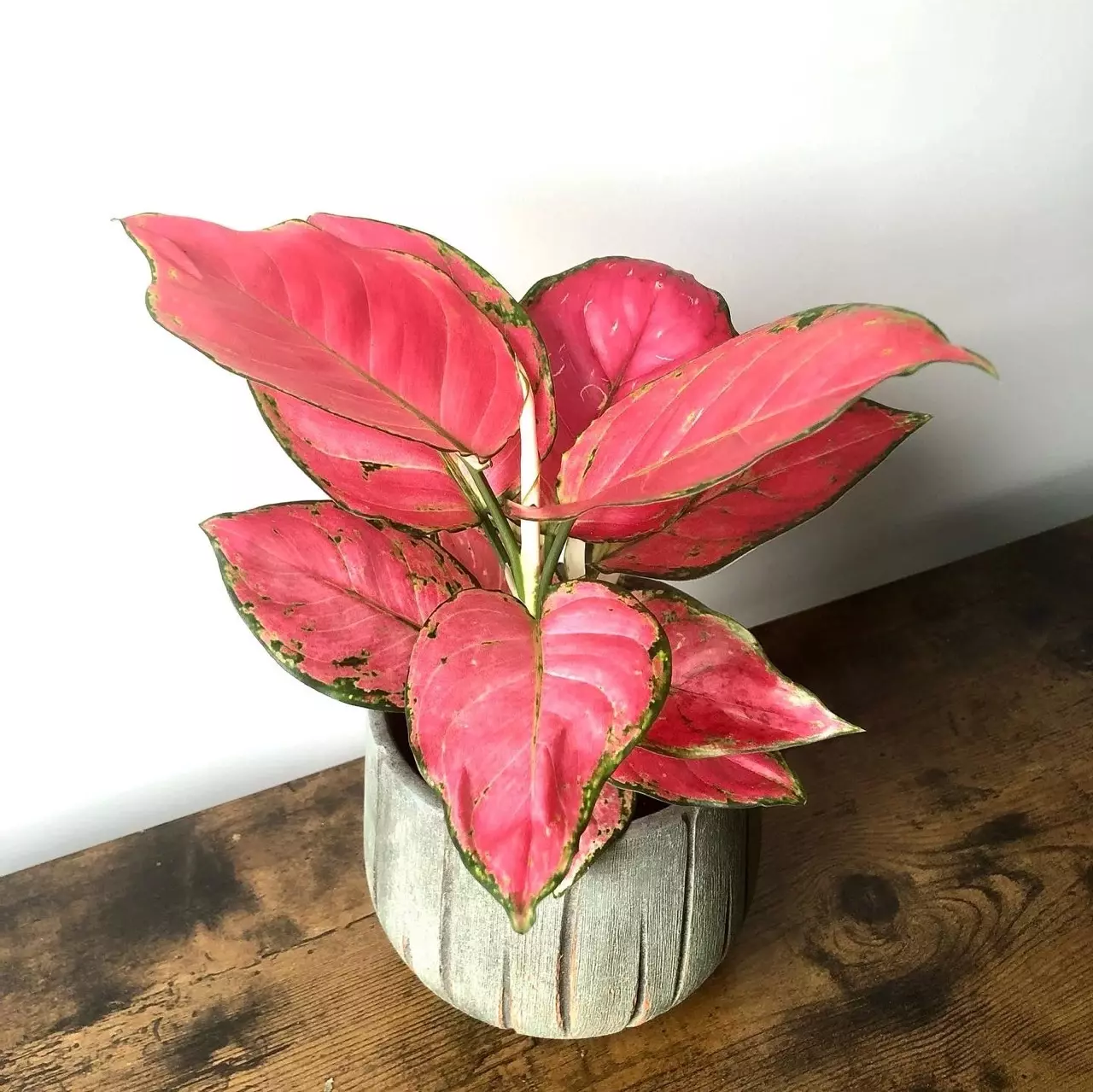 plant/Aglaonema Star Pink Starter Growers Choice-0