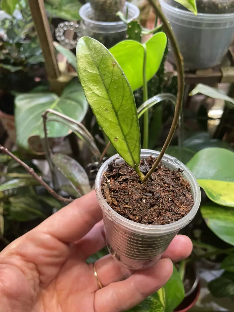 plant/ADD ON ONLY Plz<>Hoya Crassipetiolata-1