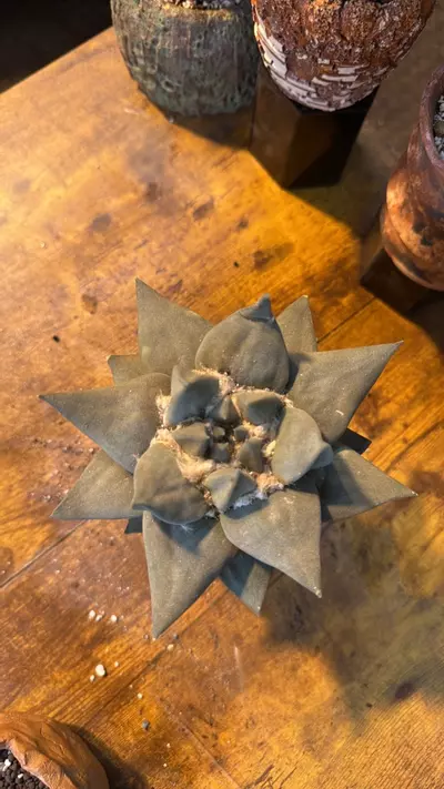 plant/Ariocarpus-1-thumbnail