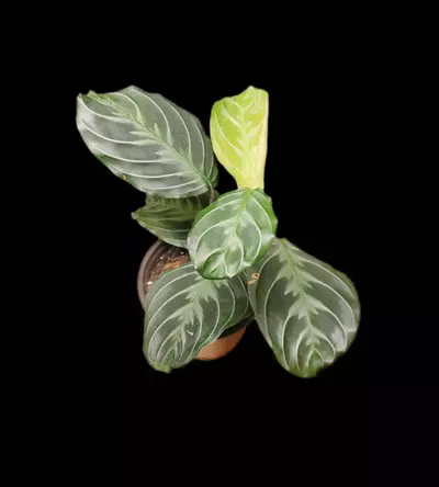 plant/Maranta leuconeura 'Massangeana' or Maranta black-1-thumbnail