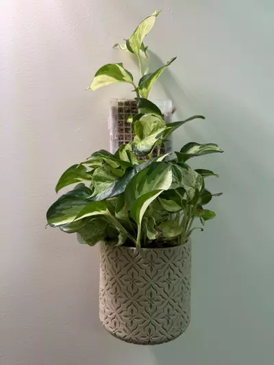plant/Wall-mounted Pots w/ removable bottom-3-thumbnail