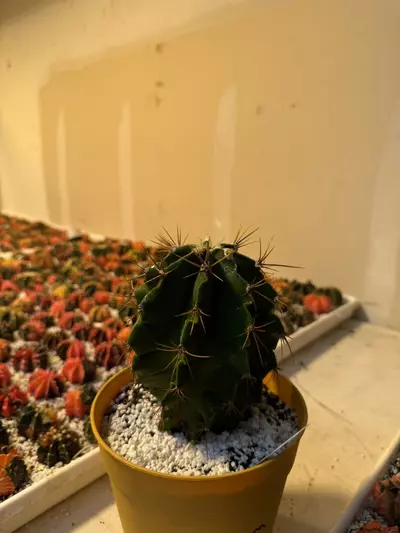 plant/Var. Astrophytum Ornatum-0-thumbnail