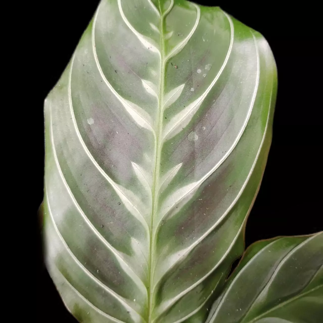 plant/Maranta leuconeura 'Massangeana' or Maranta black-3