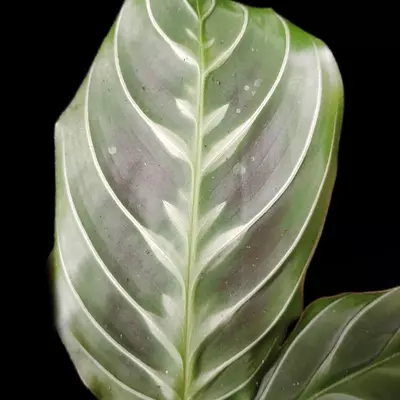 plant/Maranta leuconeura 'Massangeana' or Maranta black-3-thumbnail