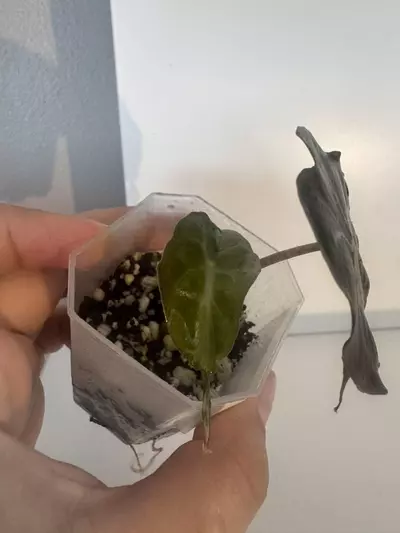 plant/Alocasia Venom Starter Plant-2-thumbnail