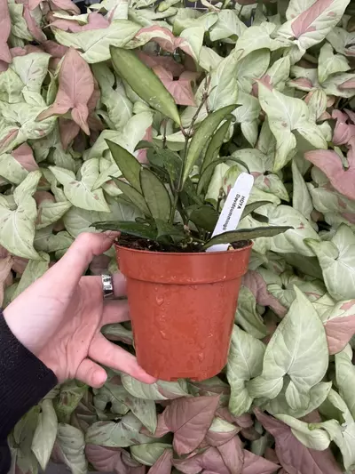 plant/Hoya David Cummingii 4” Pot Growers Choice-2-thumbnail