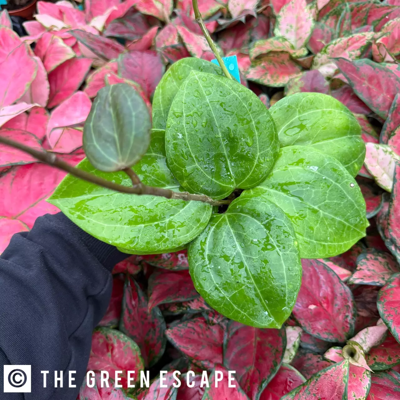 plant/Hoya Sulawesi 4” Pot Growers Choice-0