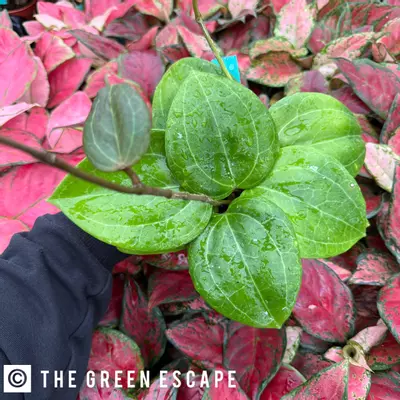 plant/Hoya Sulawesi 4” Pot Growers Choice-0-thumbnail