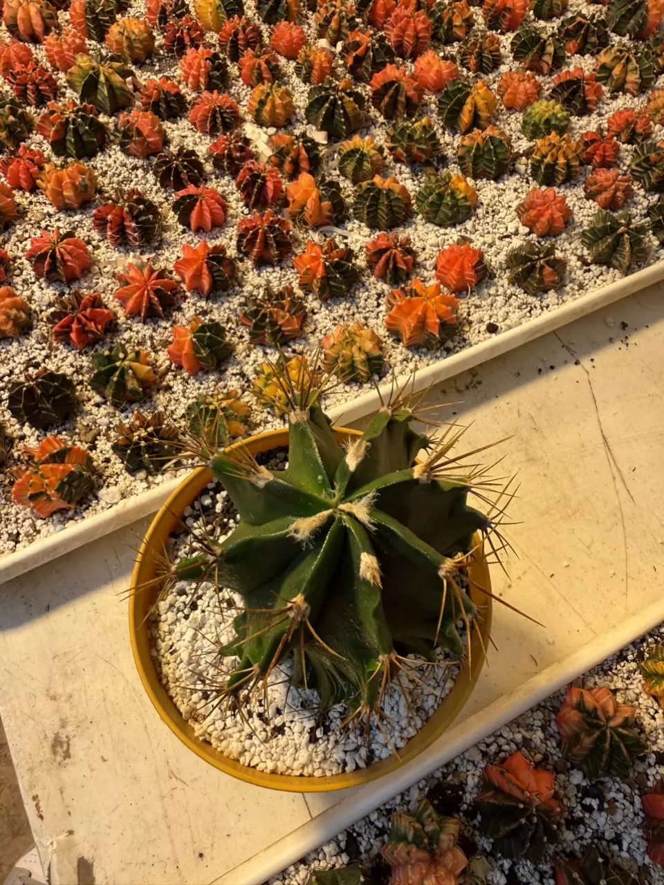 plant/Var. Astrophytum Ornatum-1