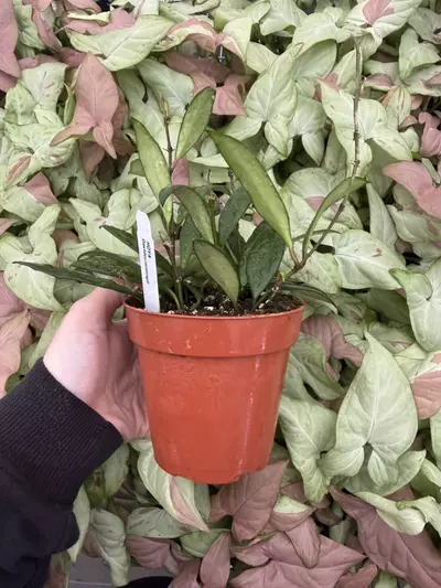 plant/Hoya David Cummingii 4” Pot Growers Choice-3-thumbnail