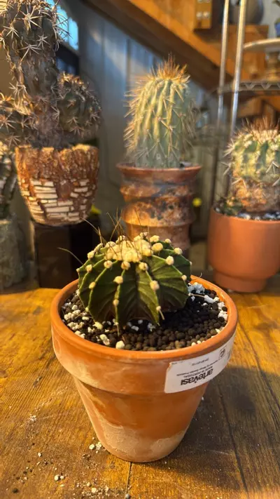 plant/Gymno-0-thumbnail