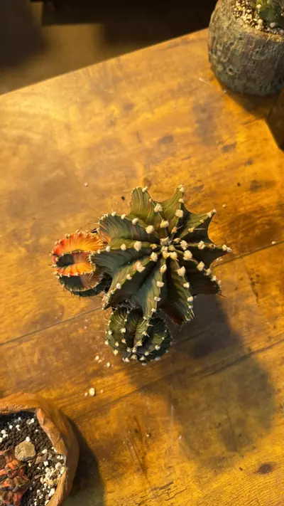 plant/Gymno Momma-1-thumbnail