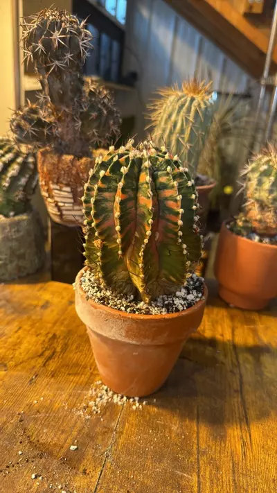 plant/Gymno Hybrid-0-thumbnail