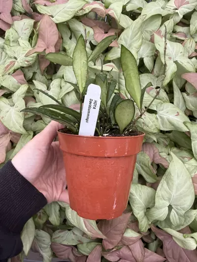 plant/Hoya David Cummingii 4” Pot Growers Choice-1-thumbnail