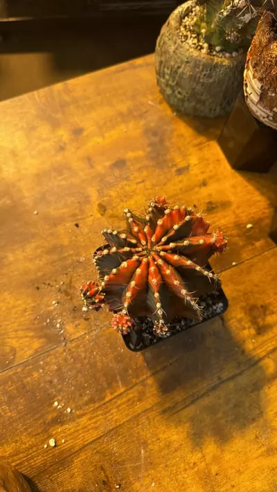 plant/Gymno Momma-1-thumbnail