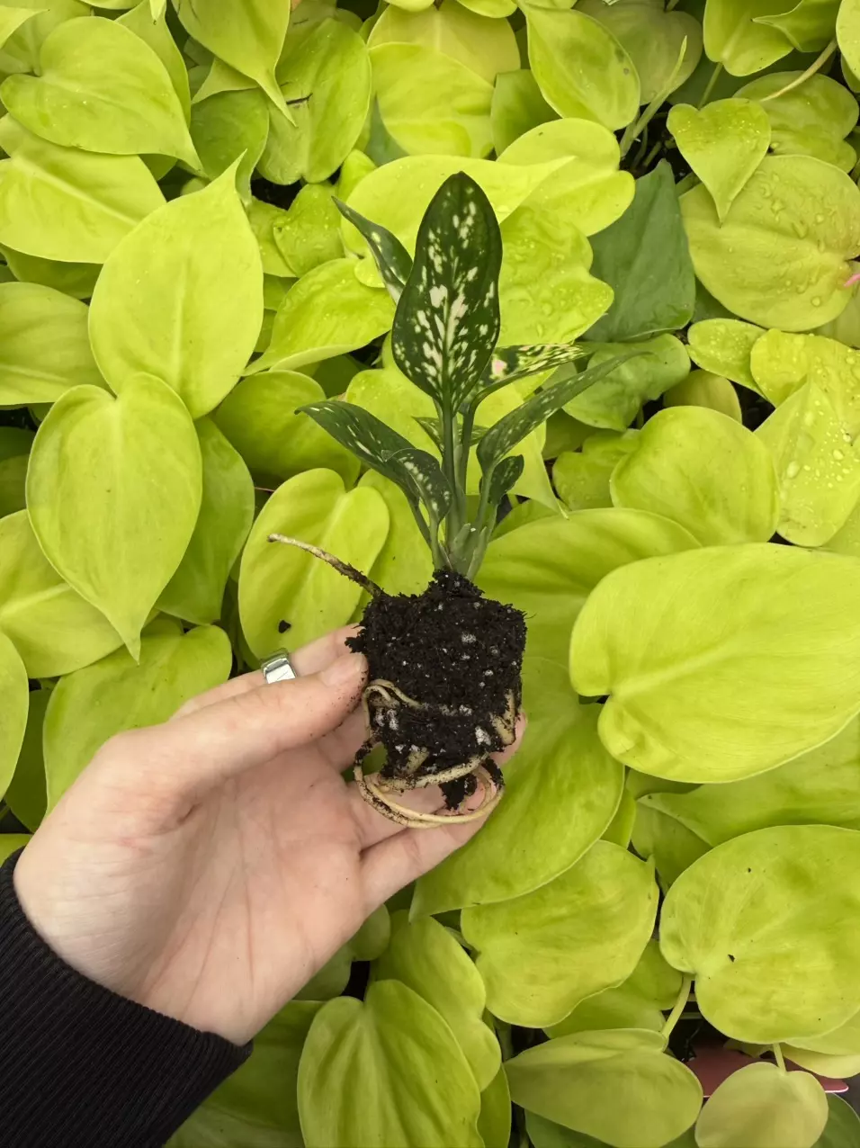 plant/Aglaonema Star Pink Starter Growers Choice-5