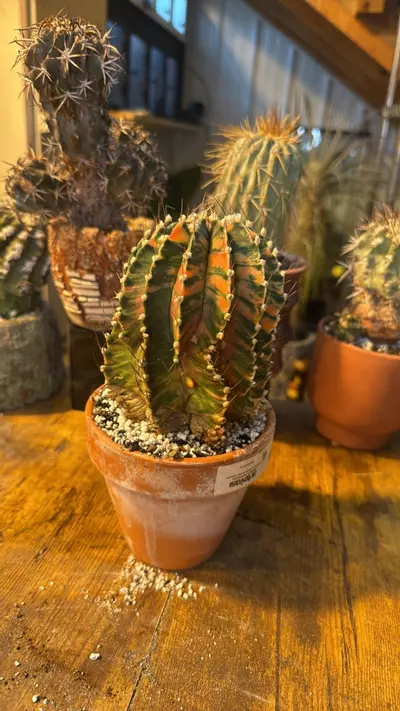 plant/Gymno Hybrid-1-thumbnail