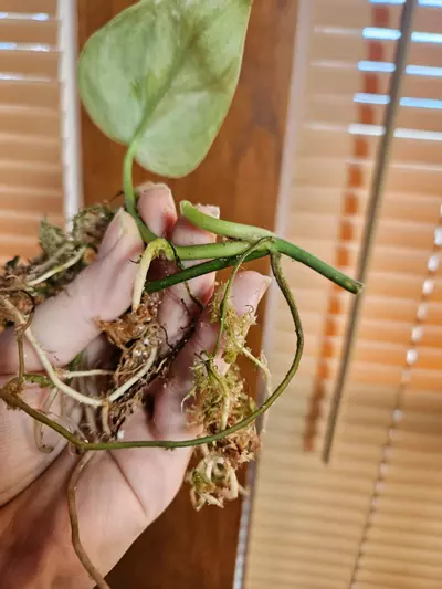 plant/Raja tricolor-2-thumbnail