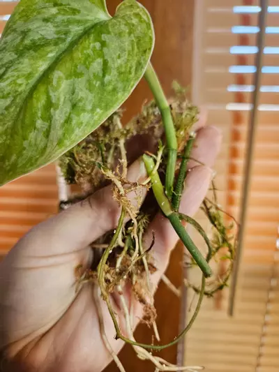 plant/Raja tricolor-1-thumbnail