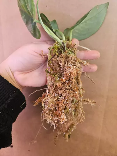 plant/Scindapsus silver platinum-2-thumbnail