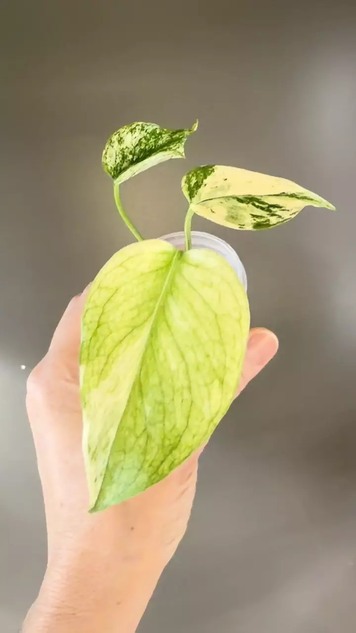 plant/503 Monstera White Monster-1