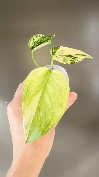 plant/503 Monstera White Monster-1-thumbnail