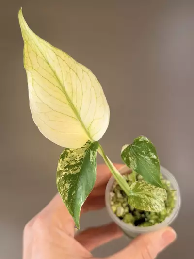 plant/504 Monstera White Monster-0-thumbnail