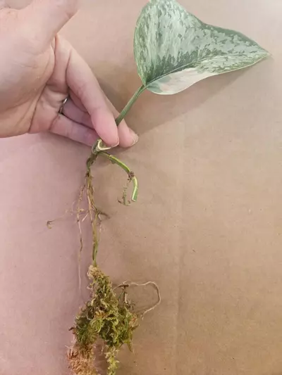 plant/Scindapsus Exotica Albo-2-thumbnail