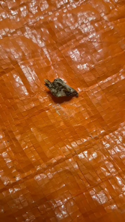 plant/Mystery Corm-0-thumbnail