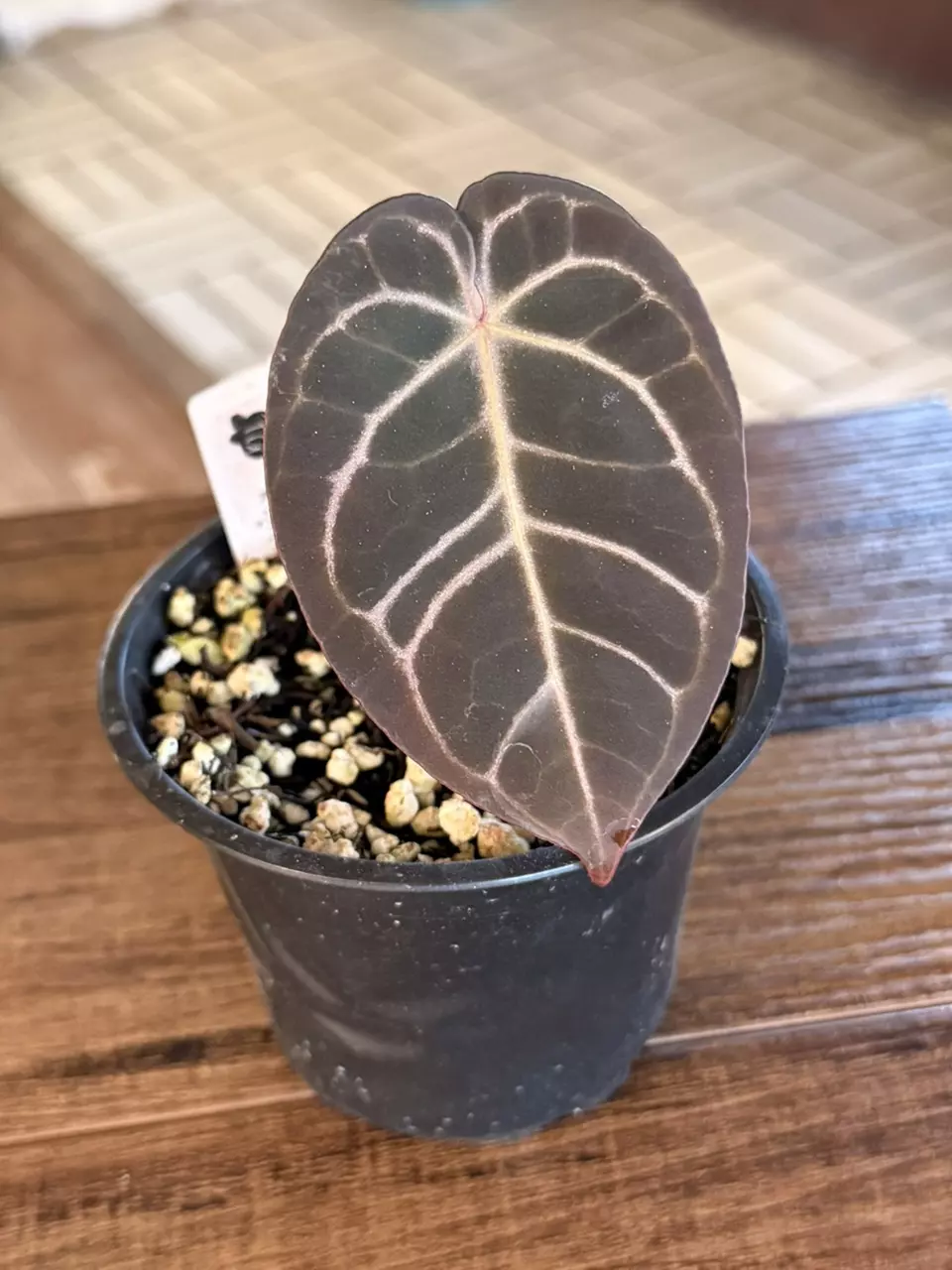 plant/A. Yellow Spider x Dress-0