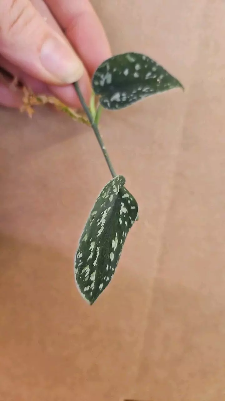 plant/Scindapsus tricolor lightly rooted-0