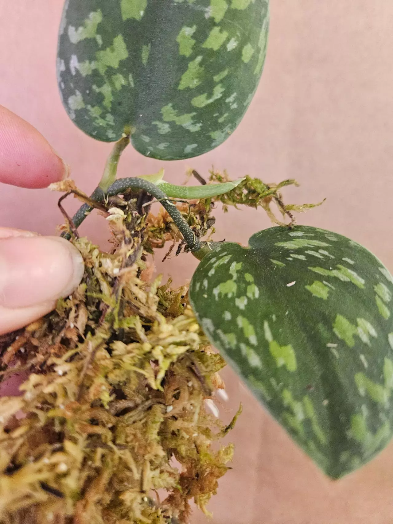 plant/Scindapsus army green-1