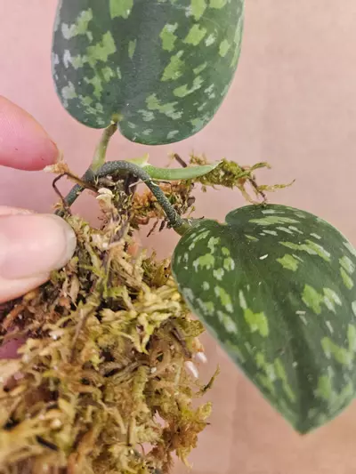 plant/Scindapsus army green-1-thumbnail