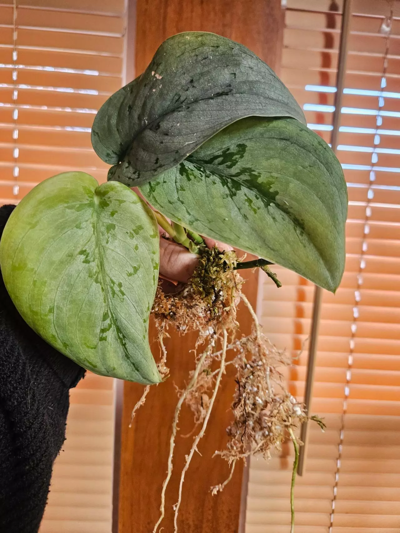 plant/Silver sierra-0