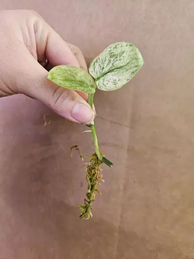 plant/Scindapsus silver tiger-0-thumbnail