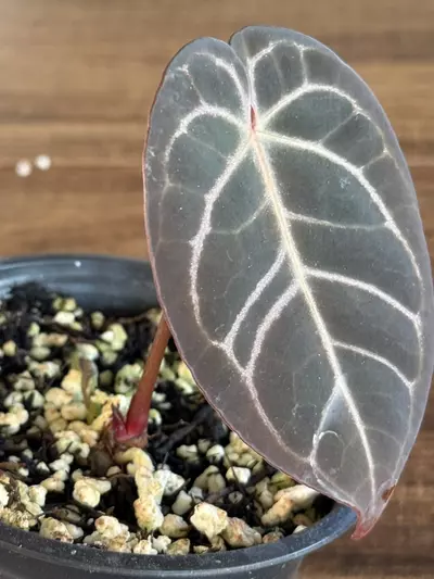 plant/A. Yellow Spider x Dress-2-thumbnail